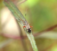 Closterotomus biclavatus