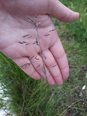 Poaceae