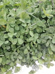 Trifolium repens
