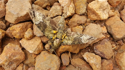 Fulvous Hawk