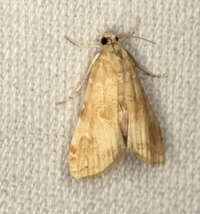 Elophila gyralis