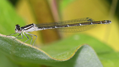 Enallagma exsulans
