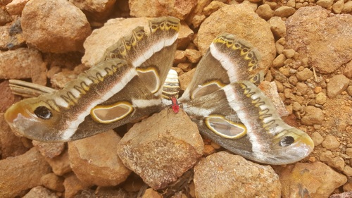 Epiphora rectifascia