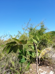 Millettia