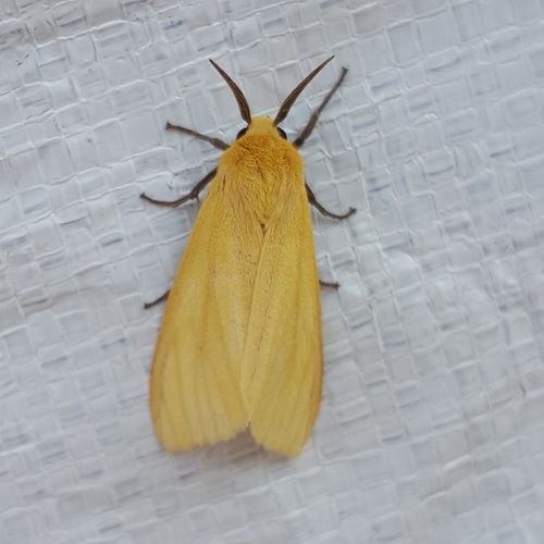 Yellow Ermine