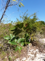 Millettia