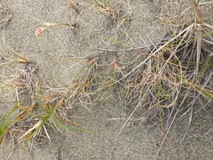 Poa macrantha