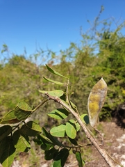 Millettia