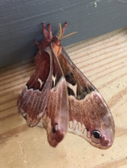 Callosamia promethea