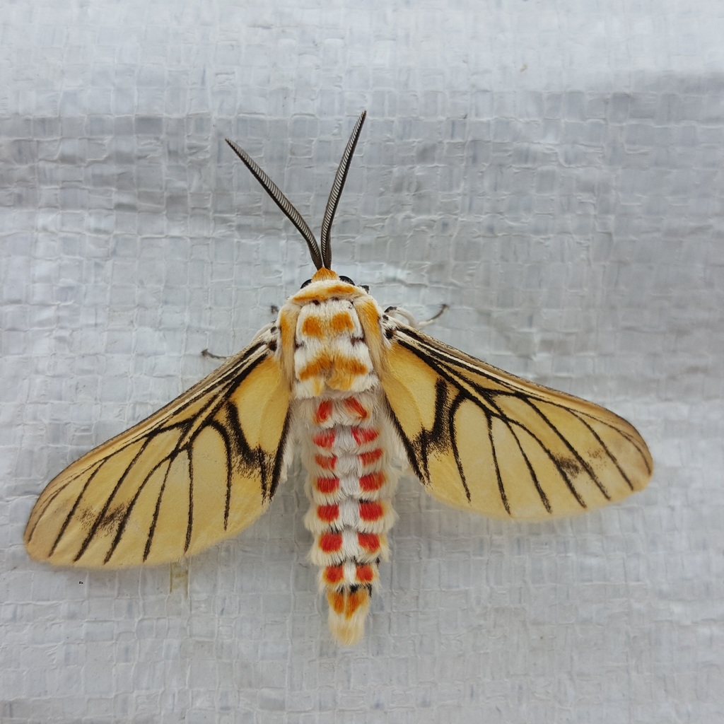 Wasp Moths and Handmaiden Moths