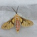 Wasp Moths and Handmaiden Moths - Photo (c) Rubes, some rights reserved (CC BY-NC), uploaded by Rubes