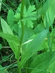 Senecio hydrophiloides