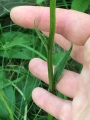 Senecio hydrophiloides