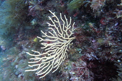 Eunicella cavolini