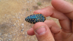 Julodis viridipes
