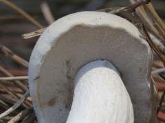 Tylopilus rhoadsiae