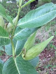 Asclepias scheryi