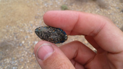 Julodis viridipes