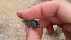 Julodis viridipes