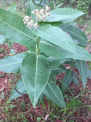 Asclepias scheryi