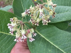 Asclepias scheryi