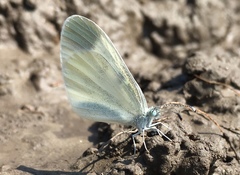Dismorphiinae