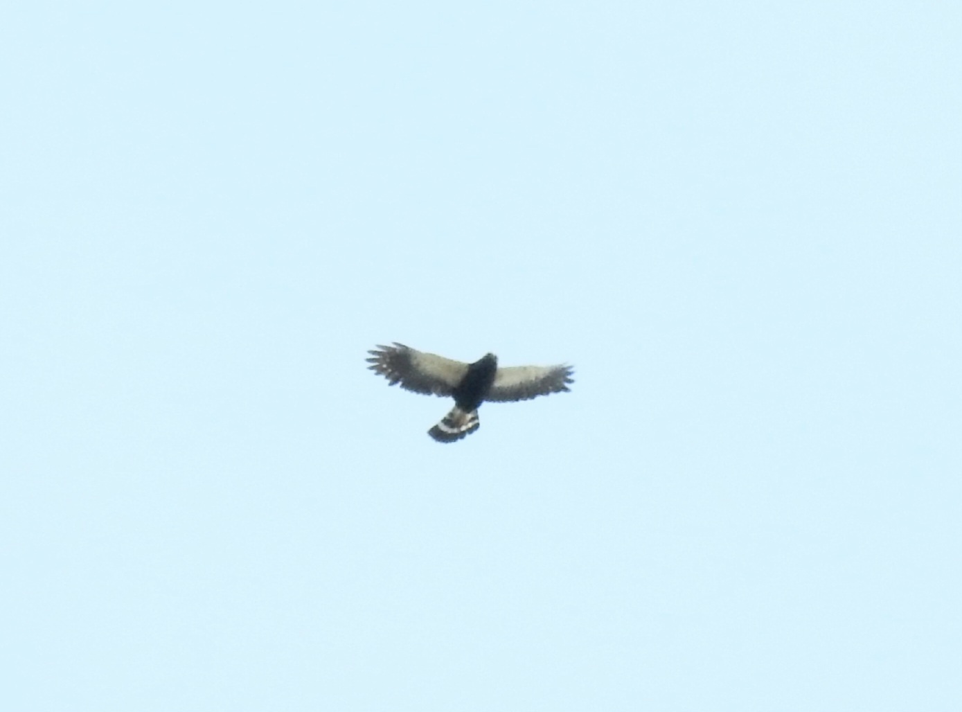 White-rumped Hawk (Parabuteo leucorrhous)