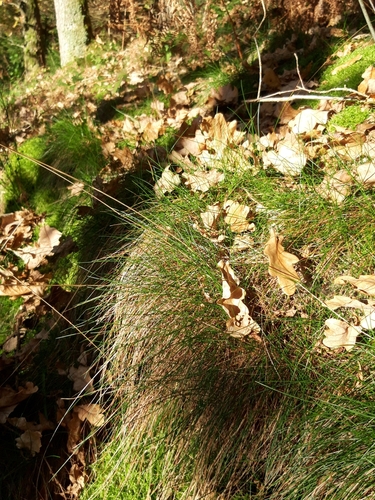 wavy hairgrass (Deschampsia flexuosa)