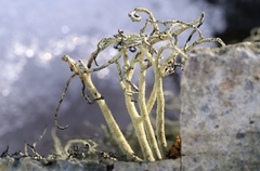 Usnea antarctica