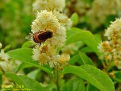 Eristalinus arvorum