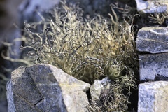 Usnea antarctica