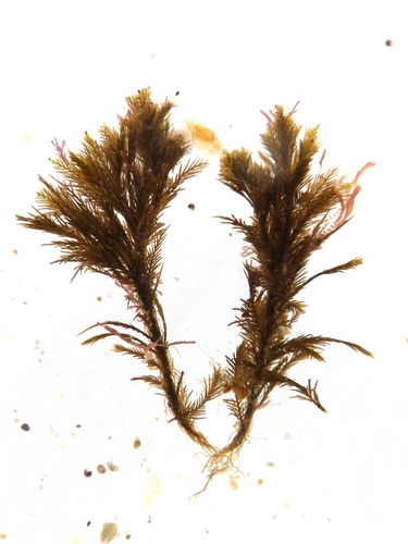 Pterosiphonia pennata observed 2021-10-26