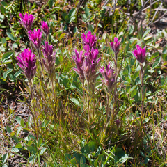 Castilleja lemmonii