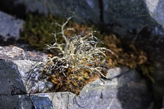 Usnea antarctica