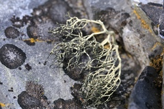 Usnea antarctica
