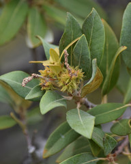 Chrysolepis sempervirens