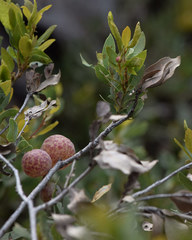 Andricus vacciniifoliae