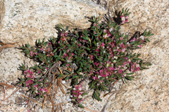 Polygonum shastense