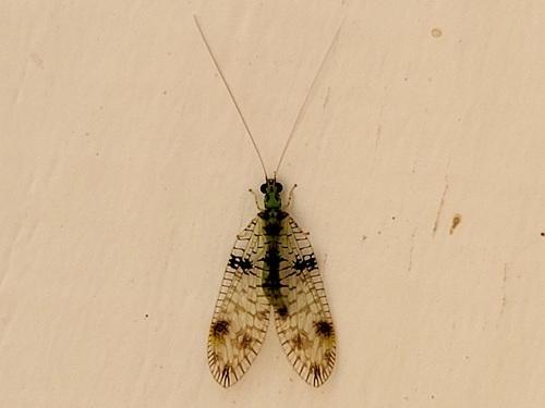Glenochrysa conradina