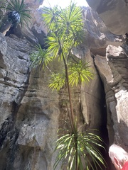 Dracaena xiphophylla, photograph (c) Rob Foster, some rights reserved (CC BY)