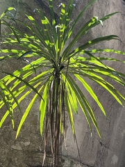 Dracaena xiphophylla, photograph (c) Rob Foster, some rights reserved (CC BY)
