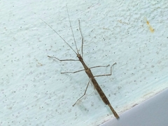 Trachythorax maculicollis
