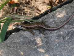 Trachylepis maculilabris