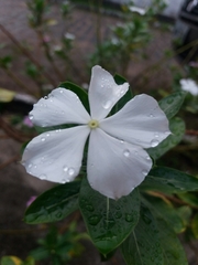 Catharanthus roseus