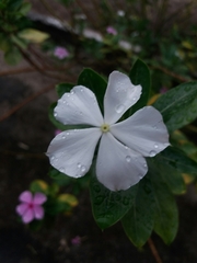 Catharanthus roseus