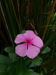 Catharanthus roseus