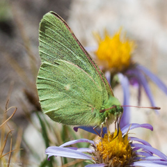 Colias behrii