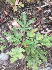 Potentilla pensylvanica