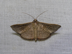 Banisia