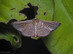 Banisia